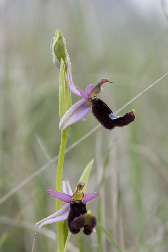 Ophrys fusca e Ophrys bertolonii